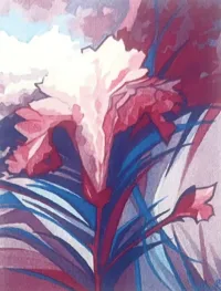 Magic of a carnation 